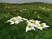 25 Bianchi anemoni narcissini (Anemonastrum narcissiflorum) con  distese di gialli anemoni sulfurei